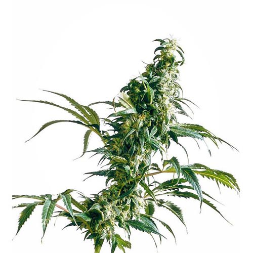 Mexican Sativa 3 Semi Femm