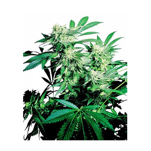 Skunk Kush 10 Semi Regolari